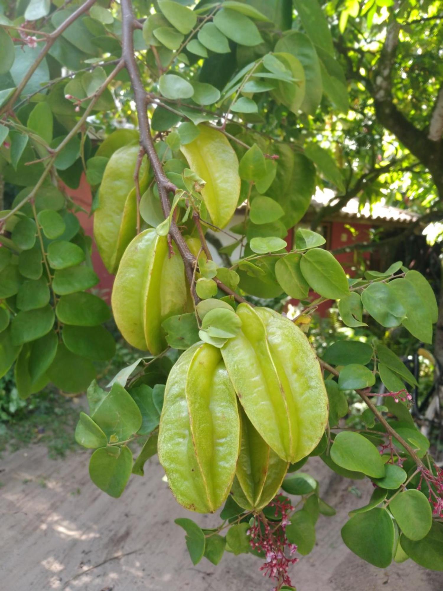 מלון בארה גרנדה Pousada Fruta Pao מראה חיצוני תמונה